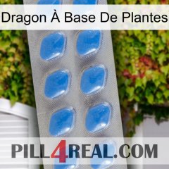 Dragon À Base De Plantes 22